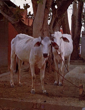 Vrndavan Cow