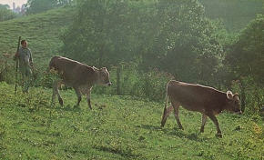 Grazing the Cows
