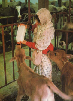 ISKCON Cows