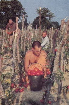 Devotees Cuts The Vegetable