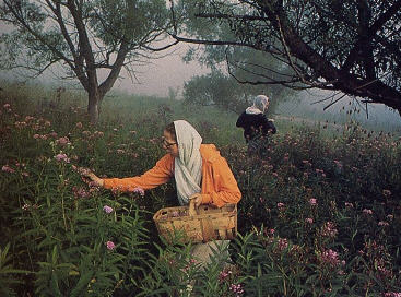 Mother Rupa and Amrtaprada Pick Wildflower For The Deities