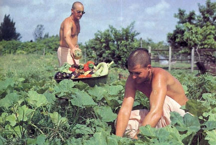 Devotees Cuting The Vegetable