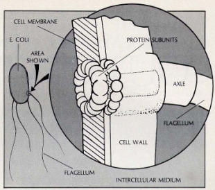 One Celled Bacterium