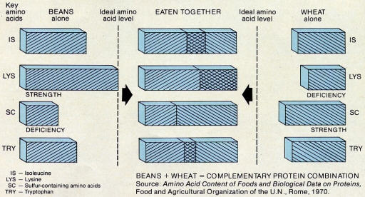 Protein Percentages Compared