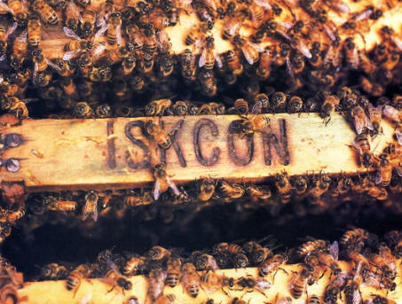 Krsna's Honey Bees