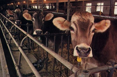 ISKCON Cow Farm