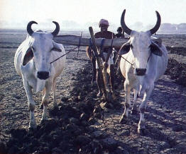 Farm in ISKCON Mayapur