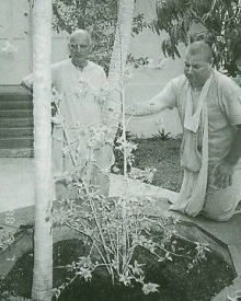 ISKCON Miami's Parijat Tree