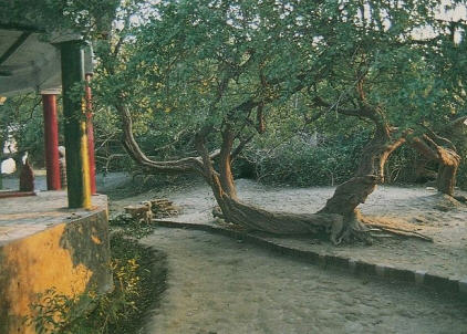 Laksmi Devi Enter Vrndavana