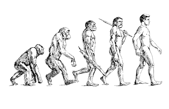 Human Evolution