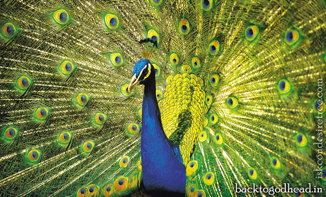 peacock - Back To Godhead