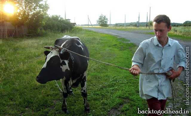 cow - Back to  Godhead