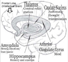 Brain = Soul
