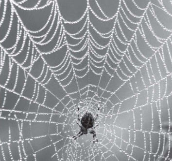 Maya And The Spiders Web
