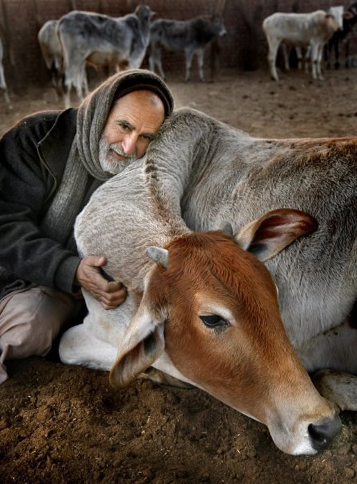 "Protector of Cows” Kurma Rupa Dasa Passes Away