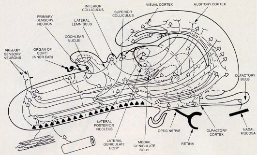 Searching Past the Mechanics of Perception by Sadaputa Dasa