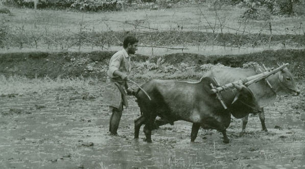 Natural Wealth from the Cow by Lavangalatika Devi Dasi