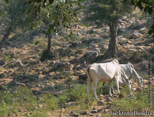 Earth A Meditation by Urmila Devi Dasi