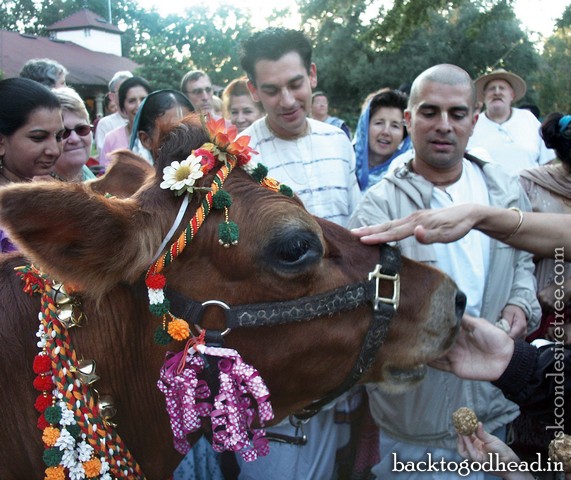 Sacred Cows and other Slurs by Mathuresa Dasa