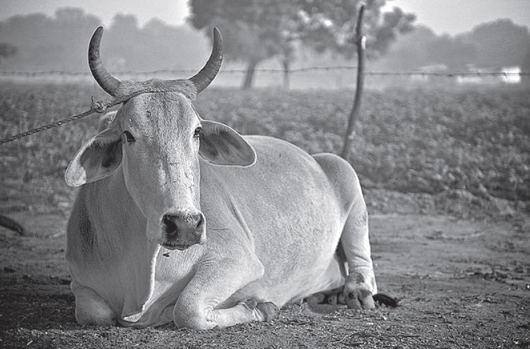 Poor Cows by Krishna Dharma Dasa