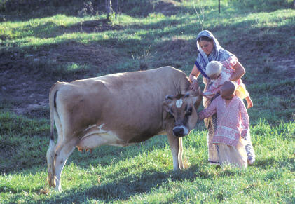 Labeling Body Parts: Animals, Consciousness, and the Problem of Meat-Eating by Satyaraja Dasa