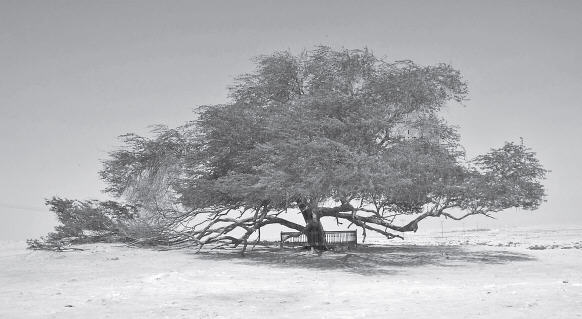 The Tree of Life by Kalyani Ajrekar