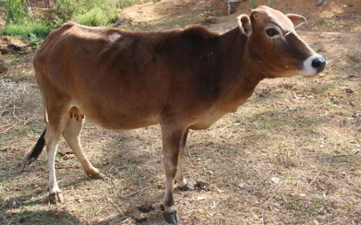 Mother Cow or Cash Cow by Pancharatna Dasa