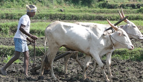 Meat, Shmeat: You Are What You Eat by Satyaraja Dasa